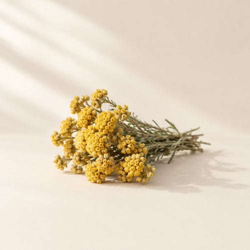 Immortelle