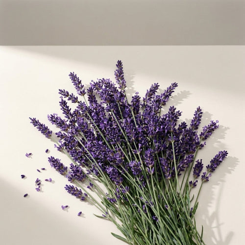 Lavendel
