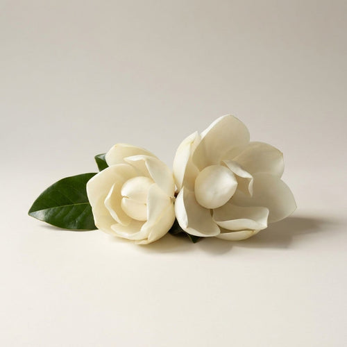 Magnolie