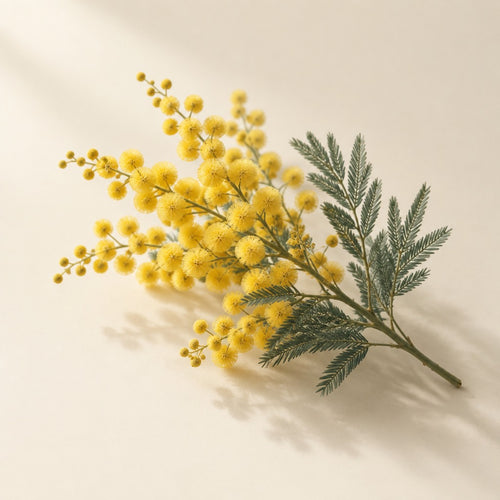 Mimose