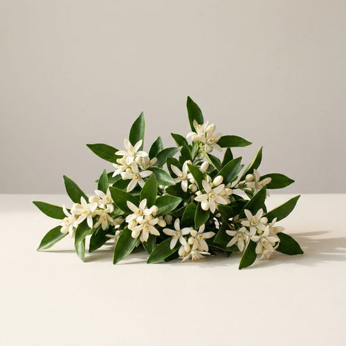 Orangenblüte