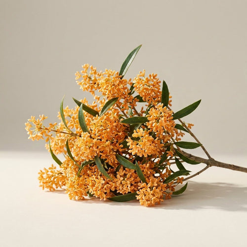 Osmanthus
