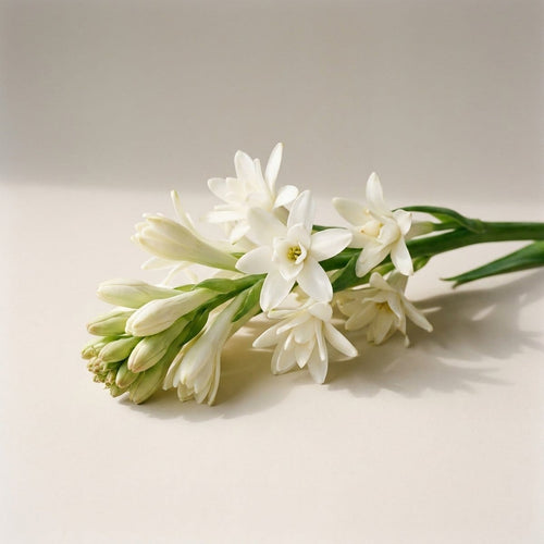 Tuberose
