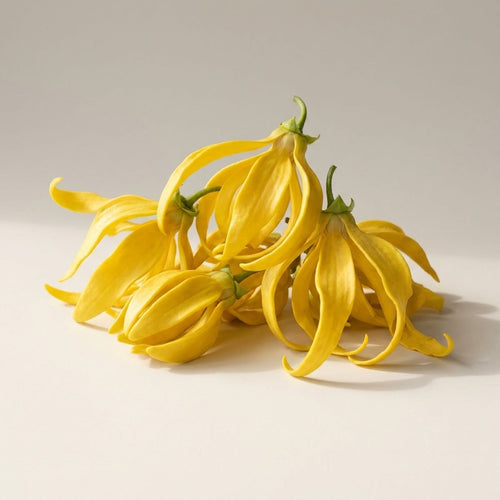 Ylang-Ylang